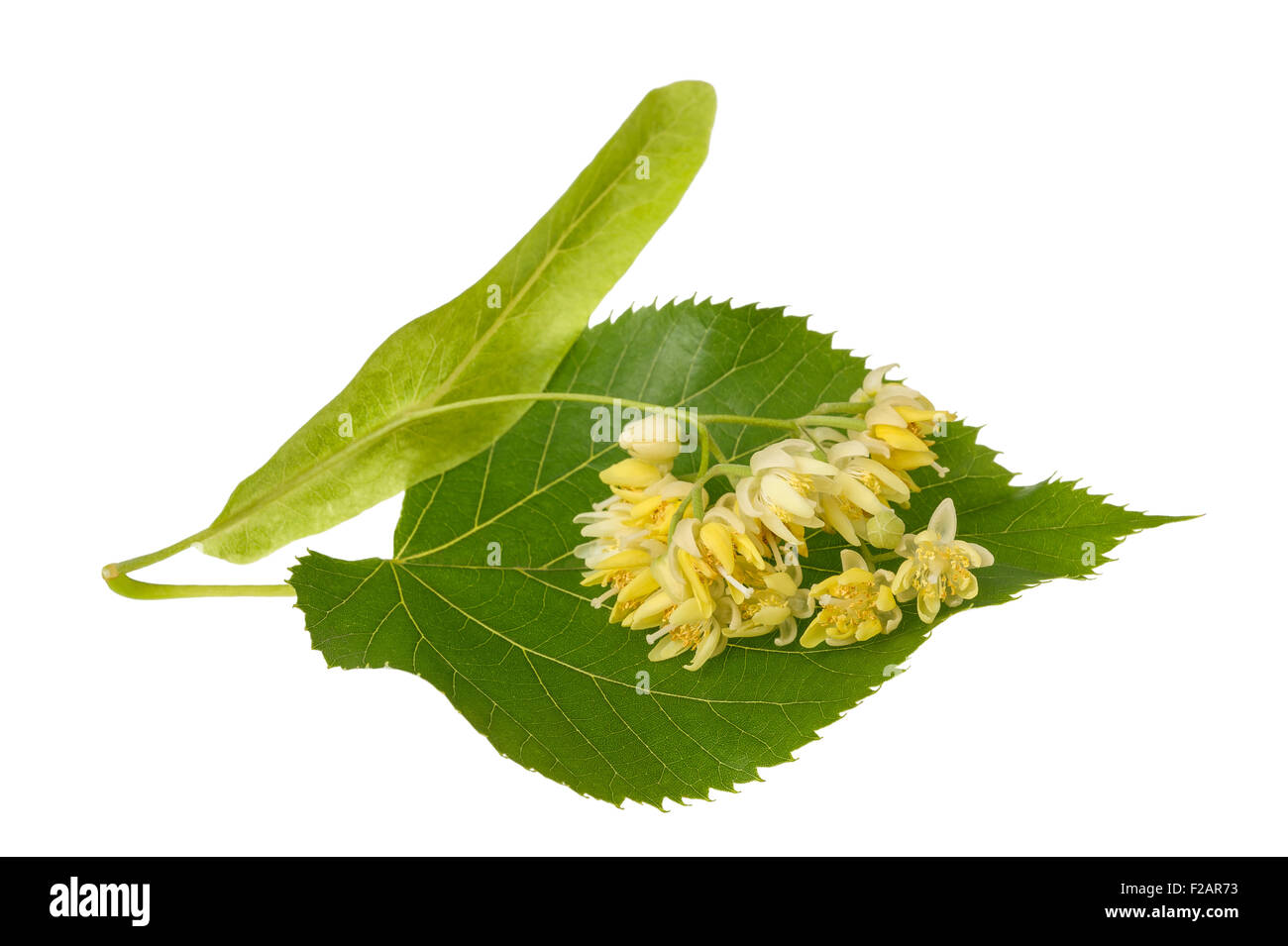 linden leaf with flowers isolated on white background Stock Photo