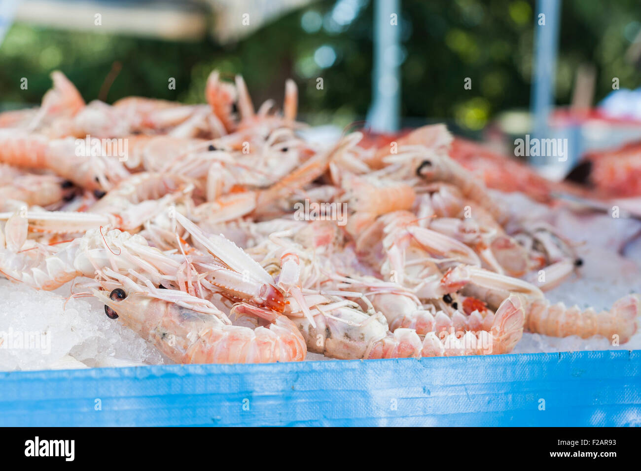 Shrimp for sale at an outdoor market. Italy Stock Photo Alamy