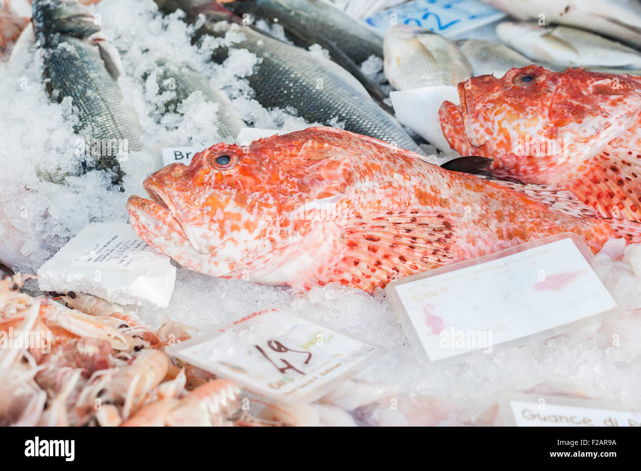 Scorpion fish for sale at the local outdoor market Stock Photo Alamy