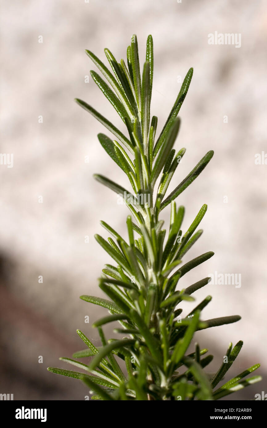 Rosemary, herbs to flavor food Stock Photo Alamy