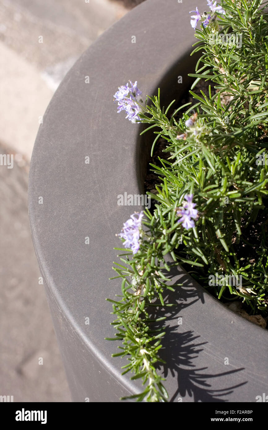 Rosemary, herbs to flavor food Stock Photo Alamy