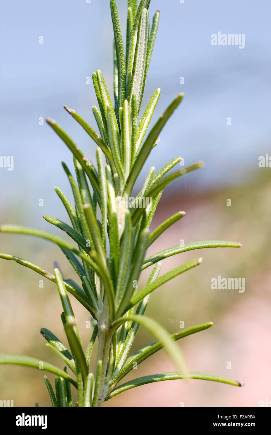 Rosemary, herbs to flavor food Stock Photo Alamy