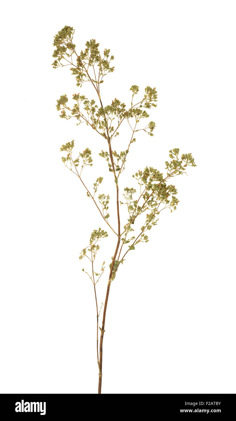 Dried oregano sprig isolated on white Stock Photo Alamy