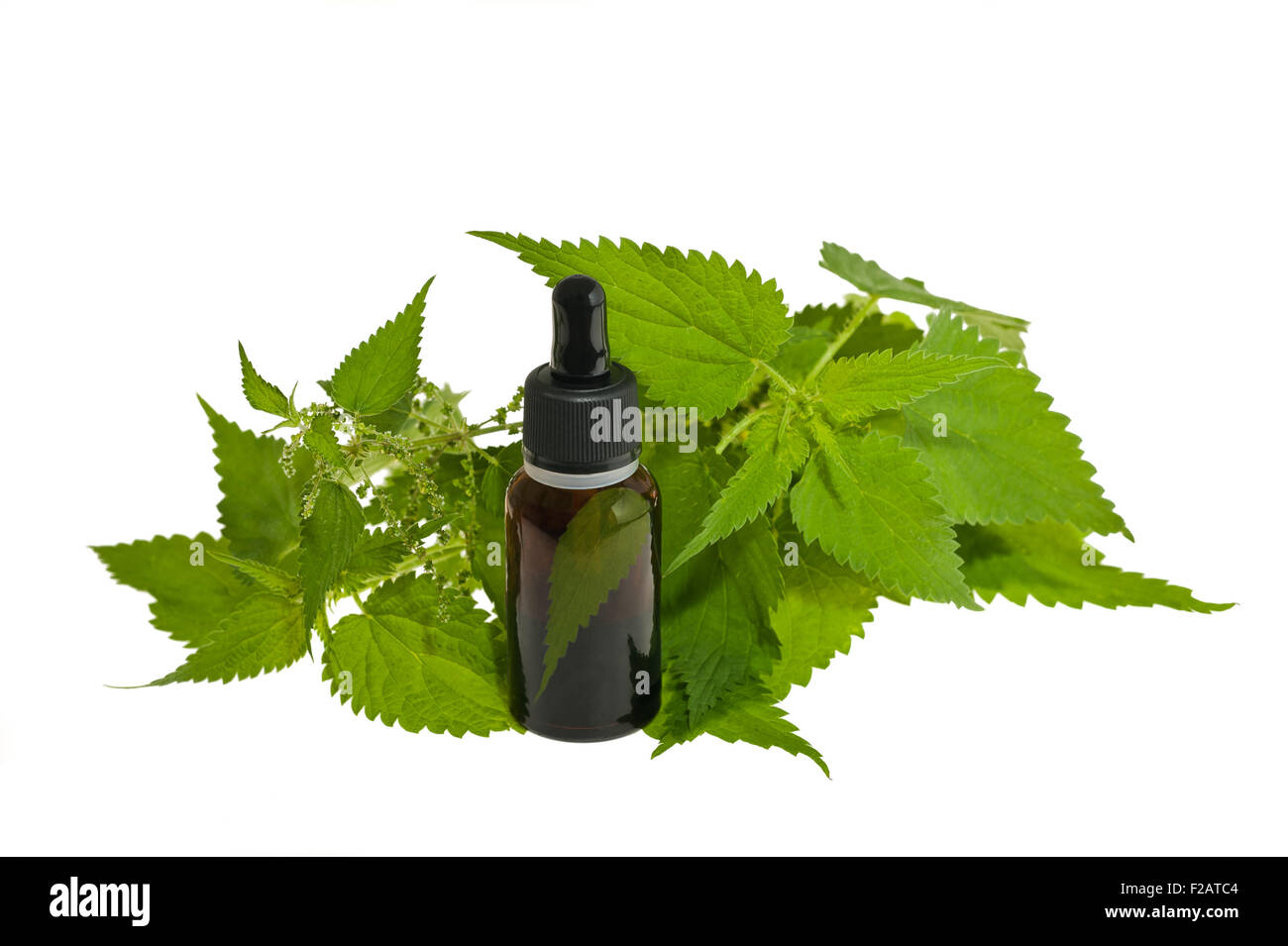 Nettle extract and wild nettle Stock Photo Alamy