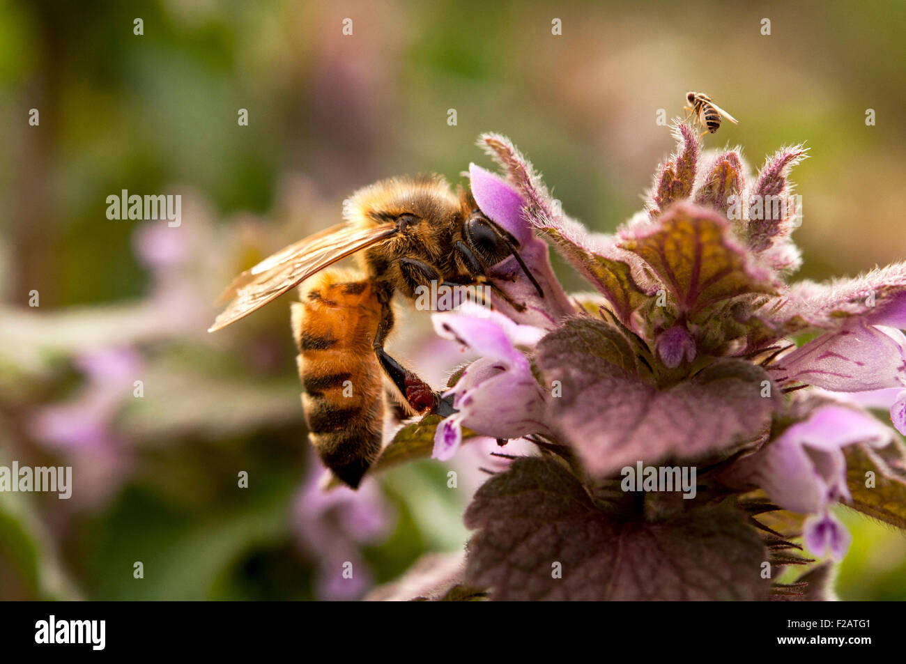 Bee pollinating purple flower Stock Photo