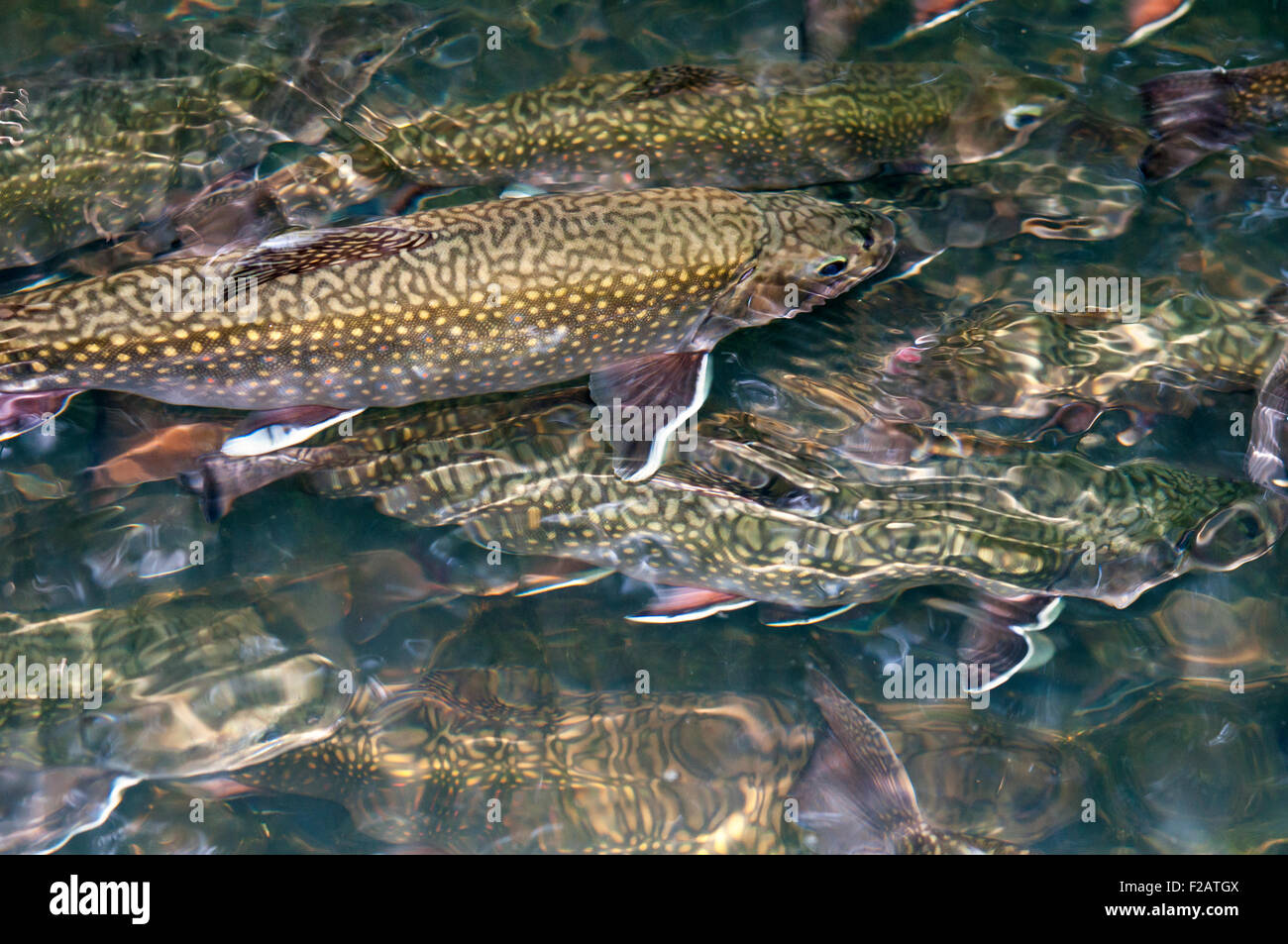 Rainbow trout swimming Stock Photo