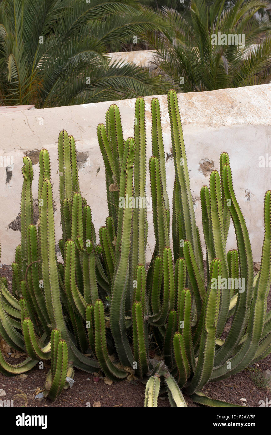 Tall thin cactus, Betancuria, Fuerteventura, Canary Islands Spain Stock Photo