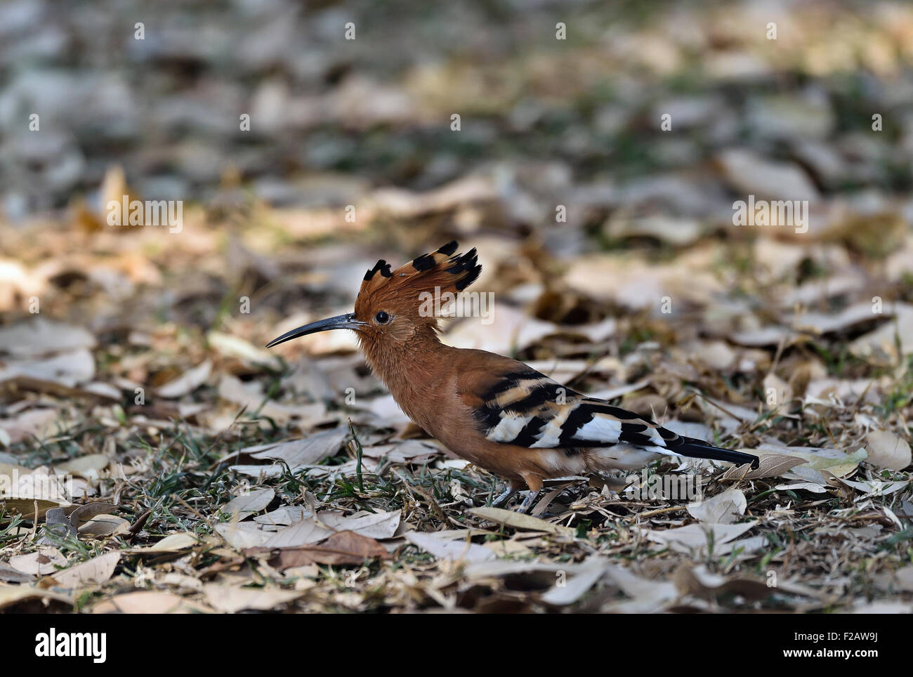 South Africa, Kruger district,  African Hoopoe, Upupa africana Stock Photo