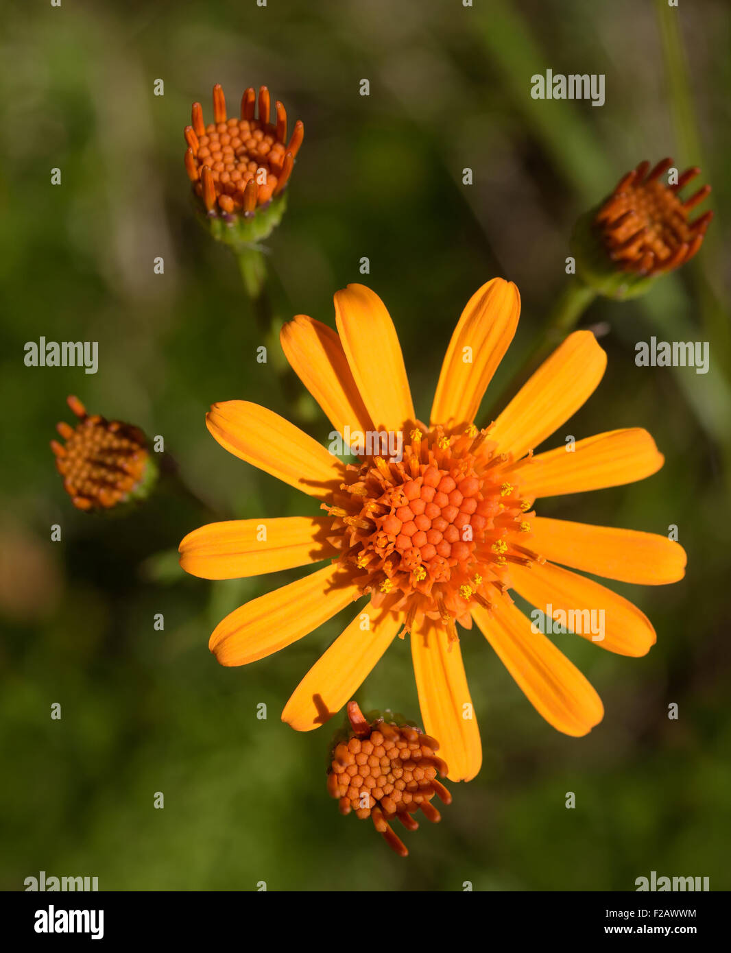 ragwort or groundsel flowers  on blurred background Stock Photo