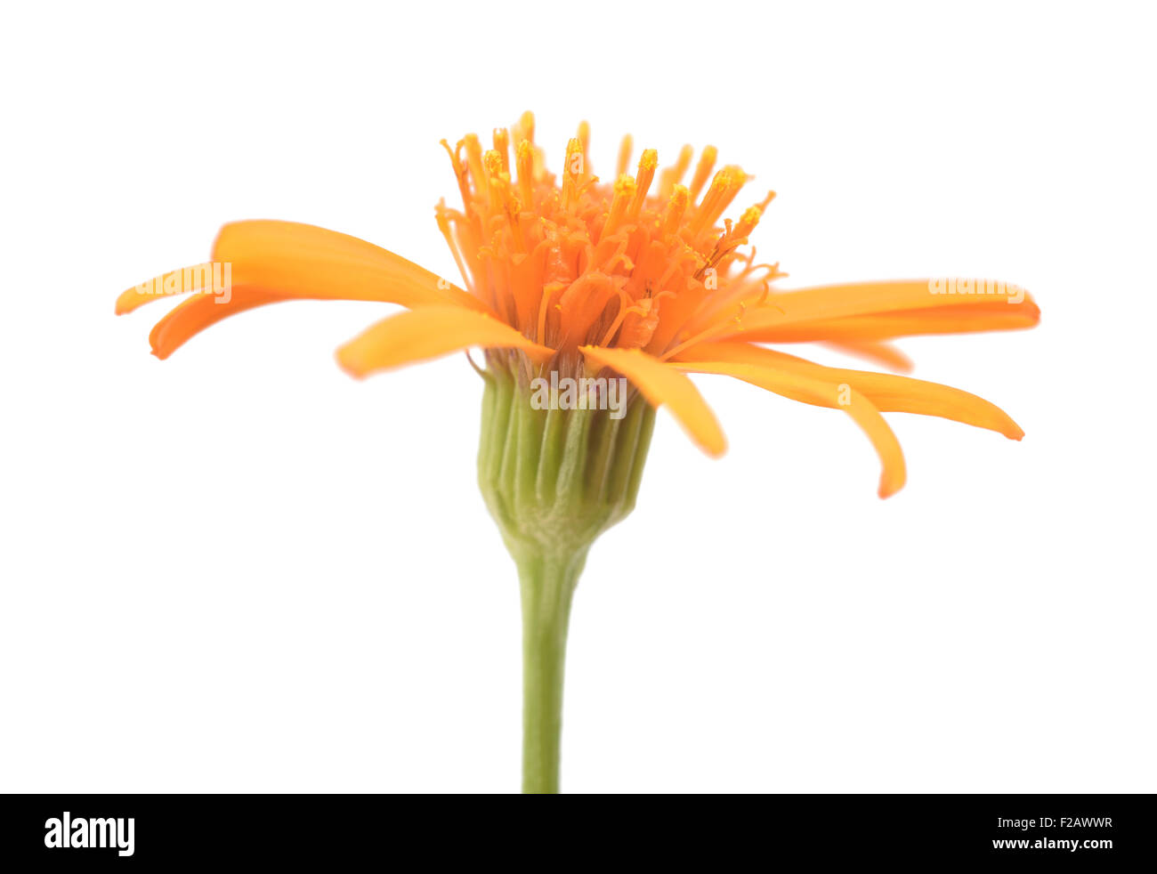 ragwort or groundsel flower isolated on white Stock Photo