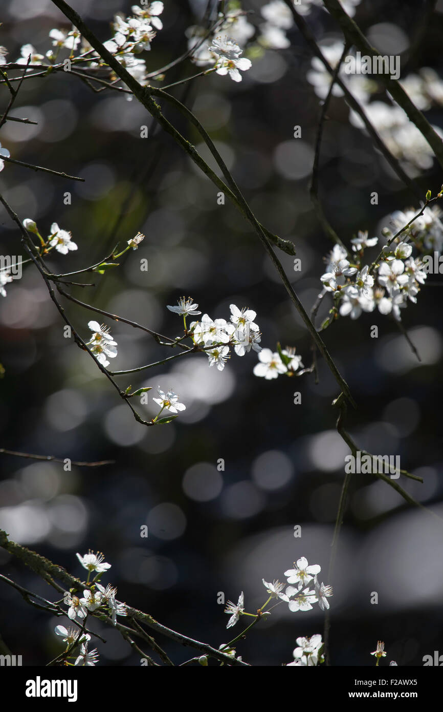 Dreamy white blossom on a dark background Stock Photo
