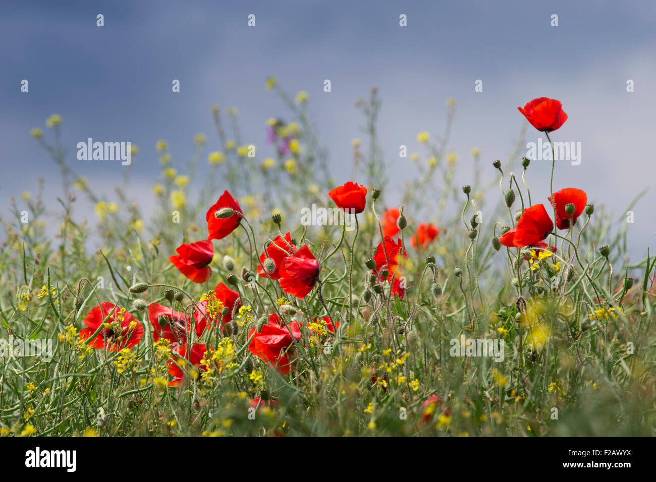 Poppies on summer meadow hi-res stock photography and images - Alamy