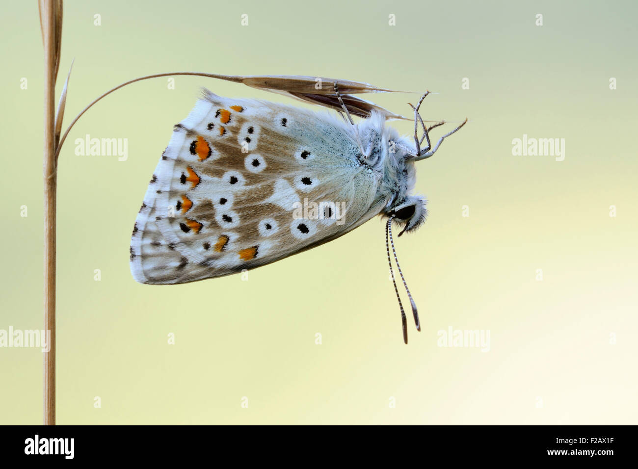 Polyommatus coridon / Chalkhill Blue / Silbergruener Blaeuling hangs at a delicate blade of grass. Stock Photo