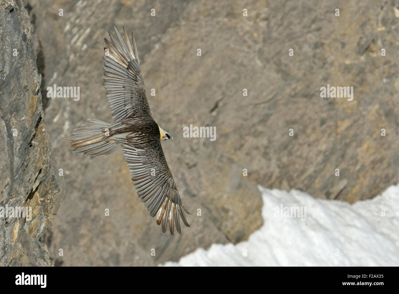 Gypaetus barbatus / Bartgeier / Laemmergeier / bearded vulture in front of a high precipice in the alps. Stock Photo