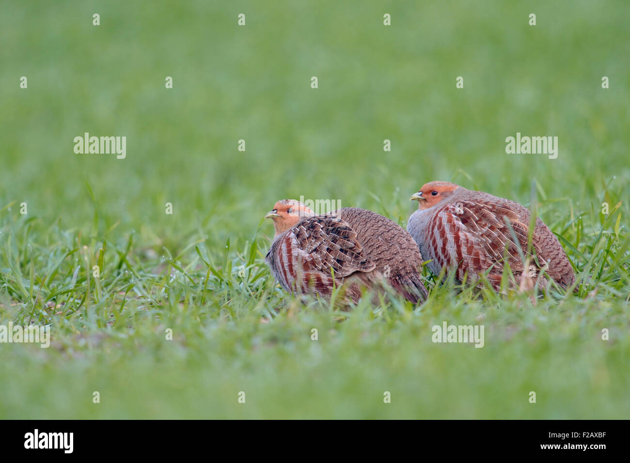 Grey partridges / Rebhuehner ( Perdix perdix ) sitting in their typical habitat of winter wheat. Stock Photo