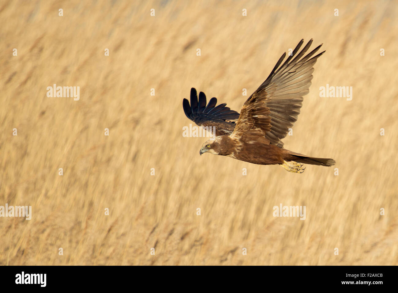 Rohrweihe / Marsh Harrier ( Circus aeruginosus ) flying in best light over reed gras, its wings wide open. Stock Photo
