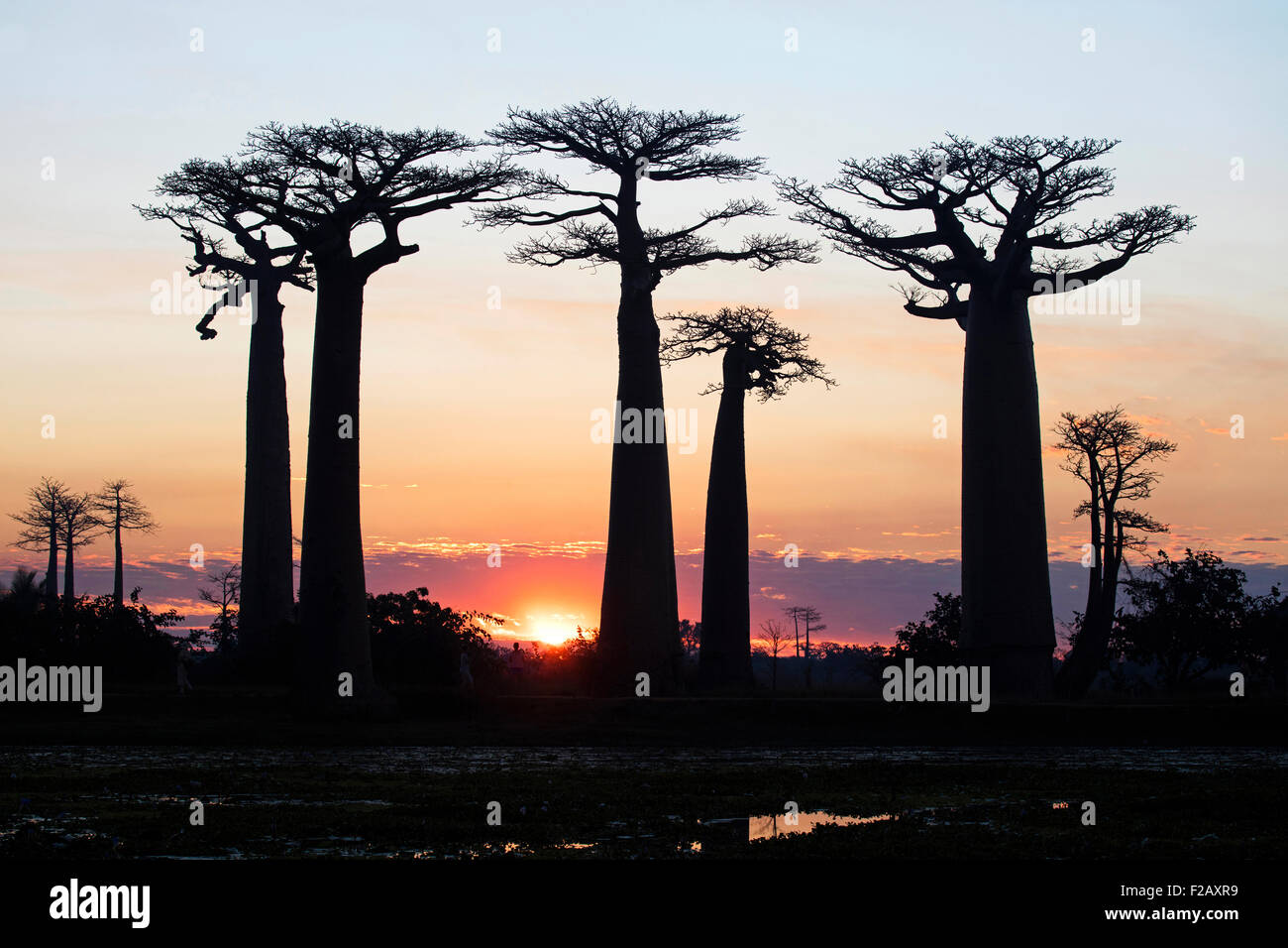 Grandidier's baobab trees (Adansonia grandidieri) of the Avenue / Alley of the Baobabs silhouetted against sunset, Madagascar Stock Photo