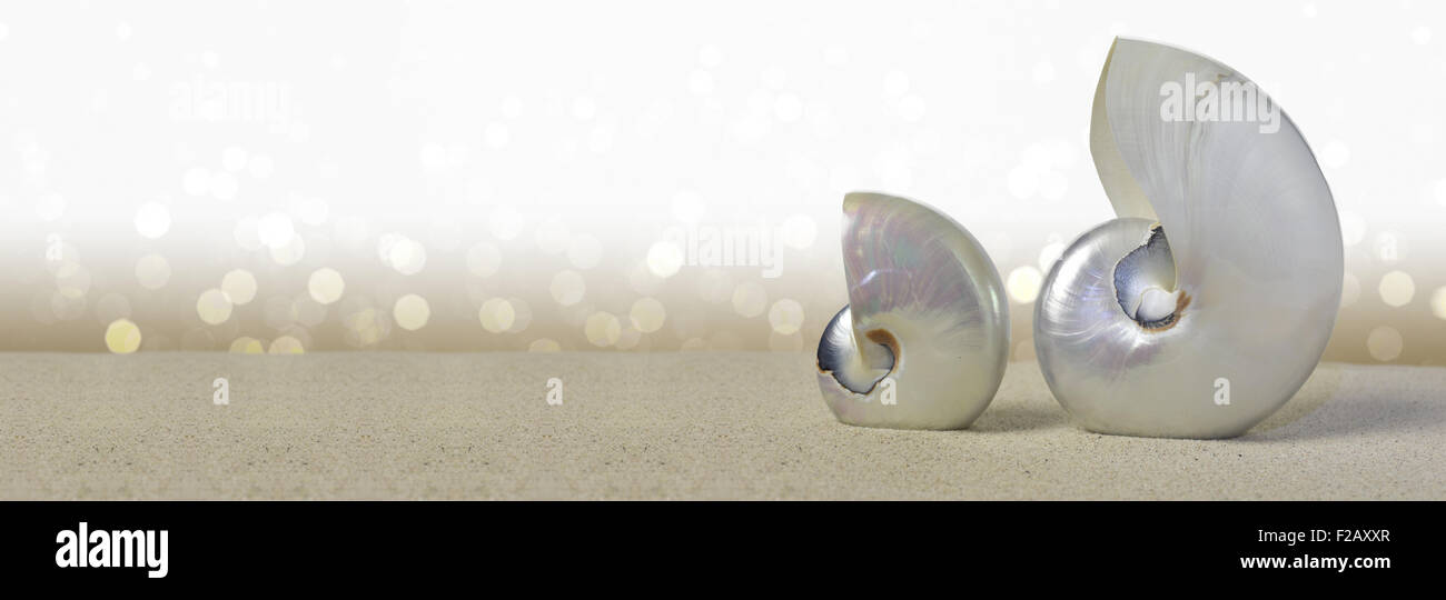 Nautilus shells on sandy beach over sparkling background Stock Photo