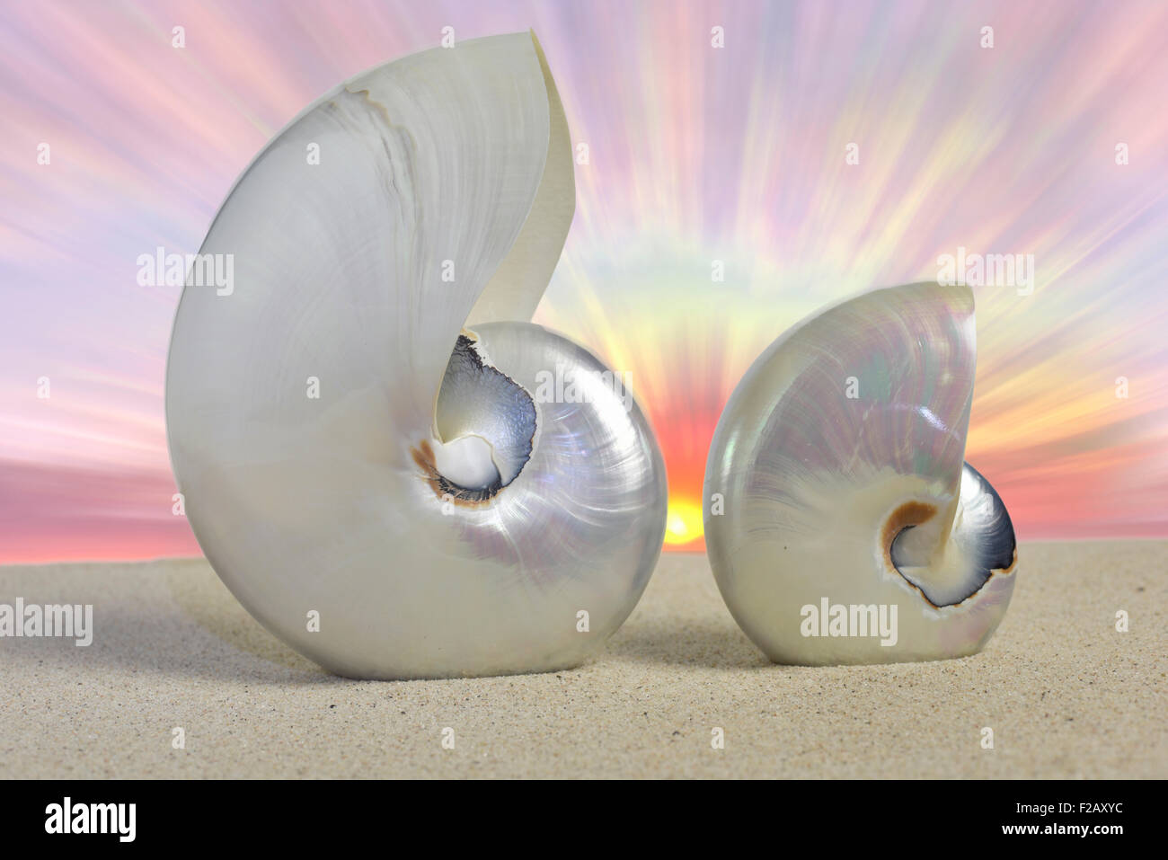 Nautilus shells on the beach during sunset Stock Photo