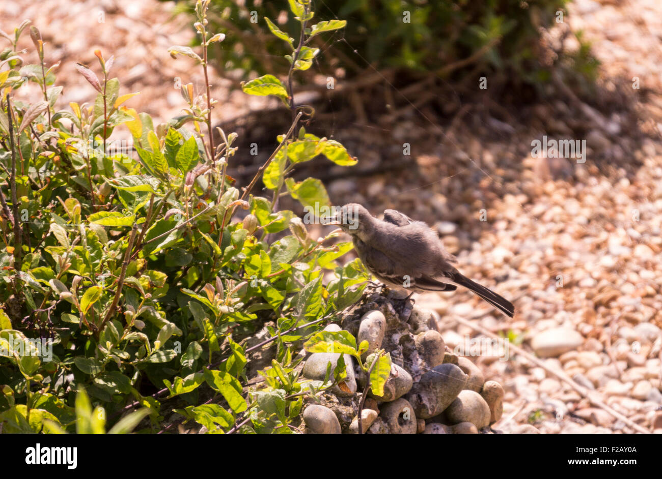 Juvenile pied wagtail in vegetation Stock Photo