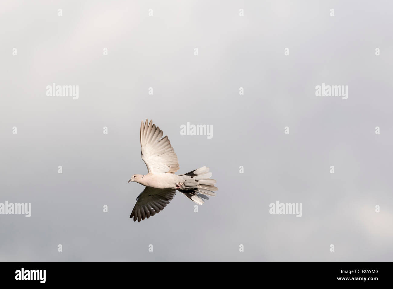A Collared Dove in flight Stock Photo Alamy