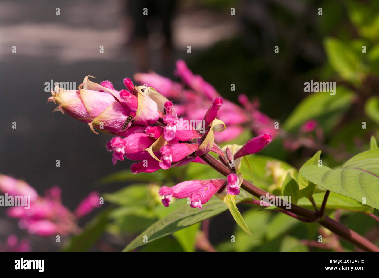 Flowers of The Rosy leaf Sage Boutin Salvia involucrata  Lamiaceae Stock Photo