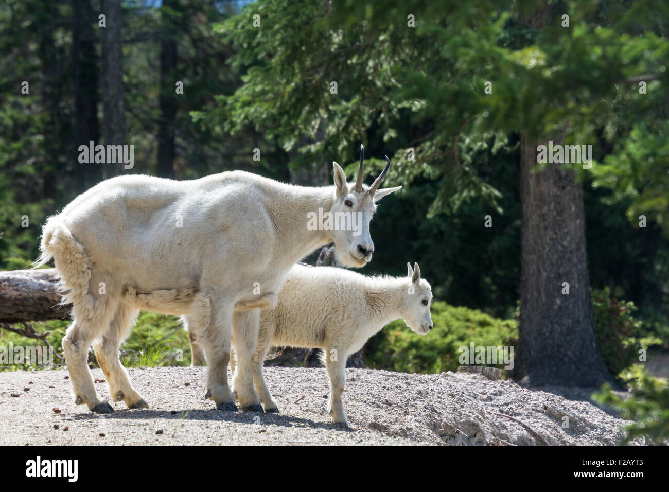 Two mountain goats at Jasper National Park, Icefields Parkway, Alberta, Canada Stock Photo