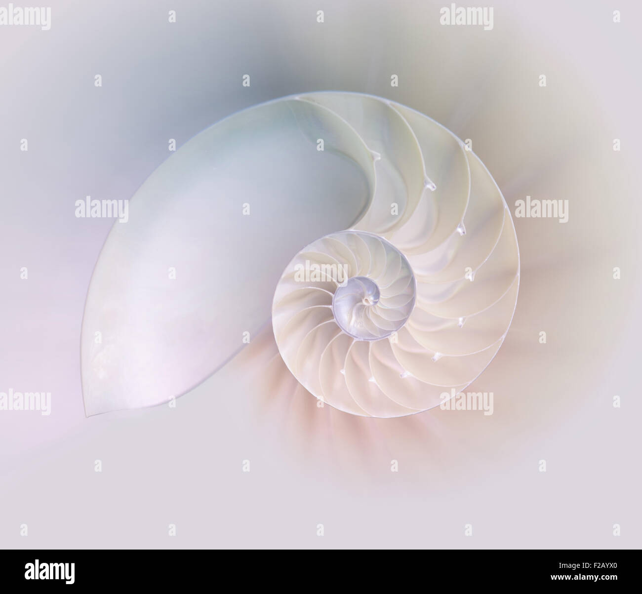 Chambered Nautilus cutaway Shells on colorful background Stock Photo
