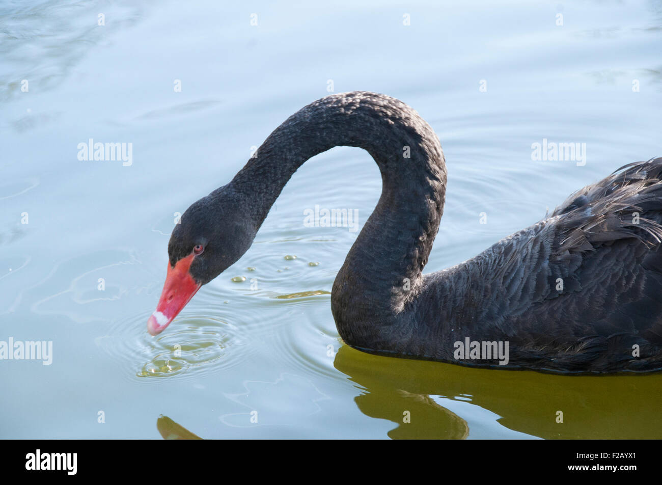 Black swan swimming in a lake in the sun Stock Photo - Alamy