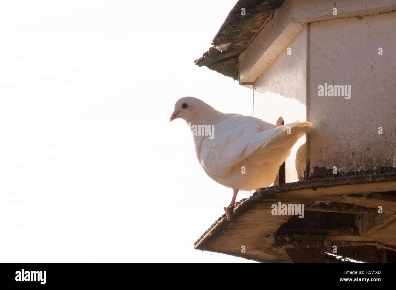 Pigeon white back ground hi-res stock photography and images - Alamy