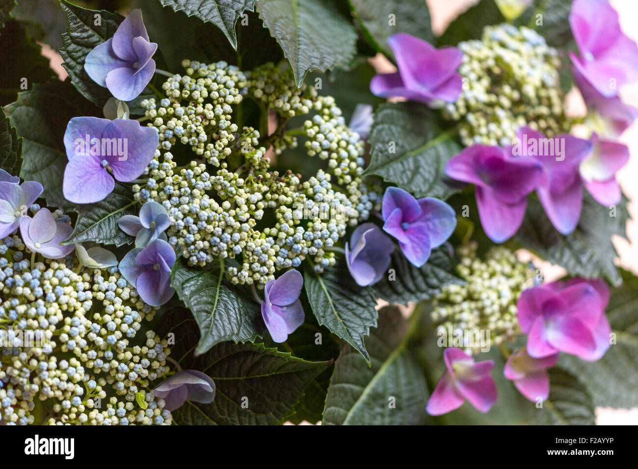 Close-up of purple hydrangea flowerhead Stock Photo