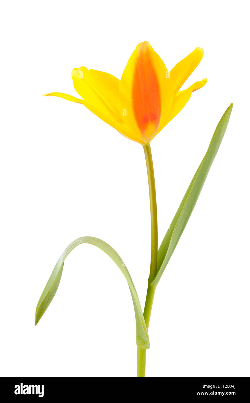 Yellow Tulip flower isolated on white background Stock Photo - Alamy