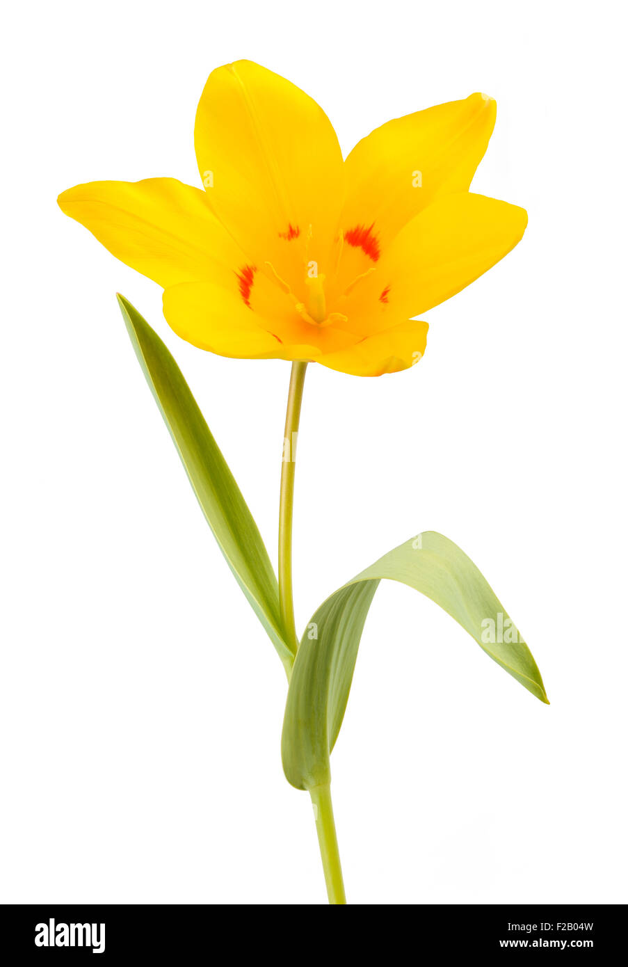 Yellow Tulip flower isolated on white background Stock Photo - Alamy