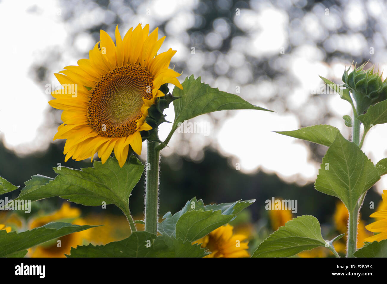 Sunflower in a field Stock Photo - Alamy