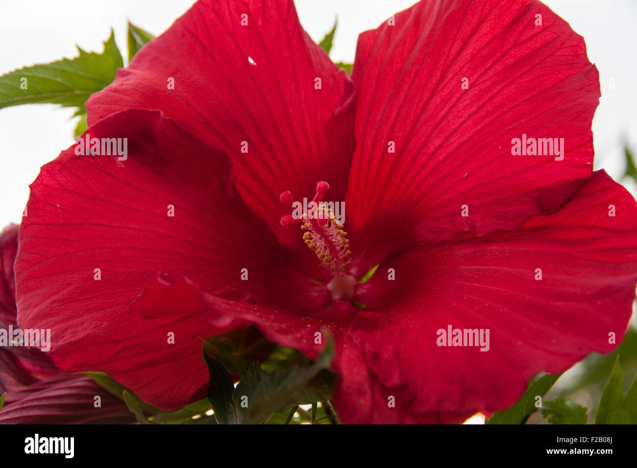 Red Hibiscus Closeup Stock Photo Alamy