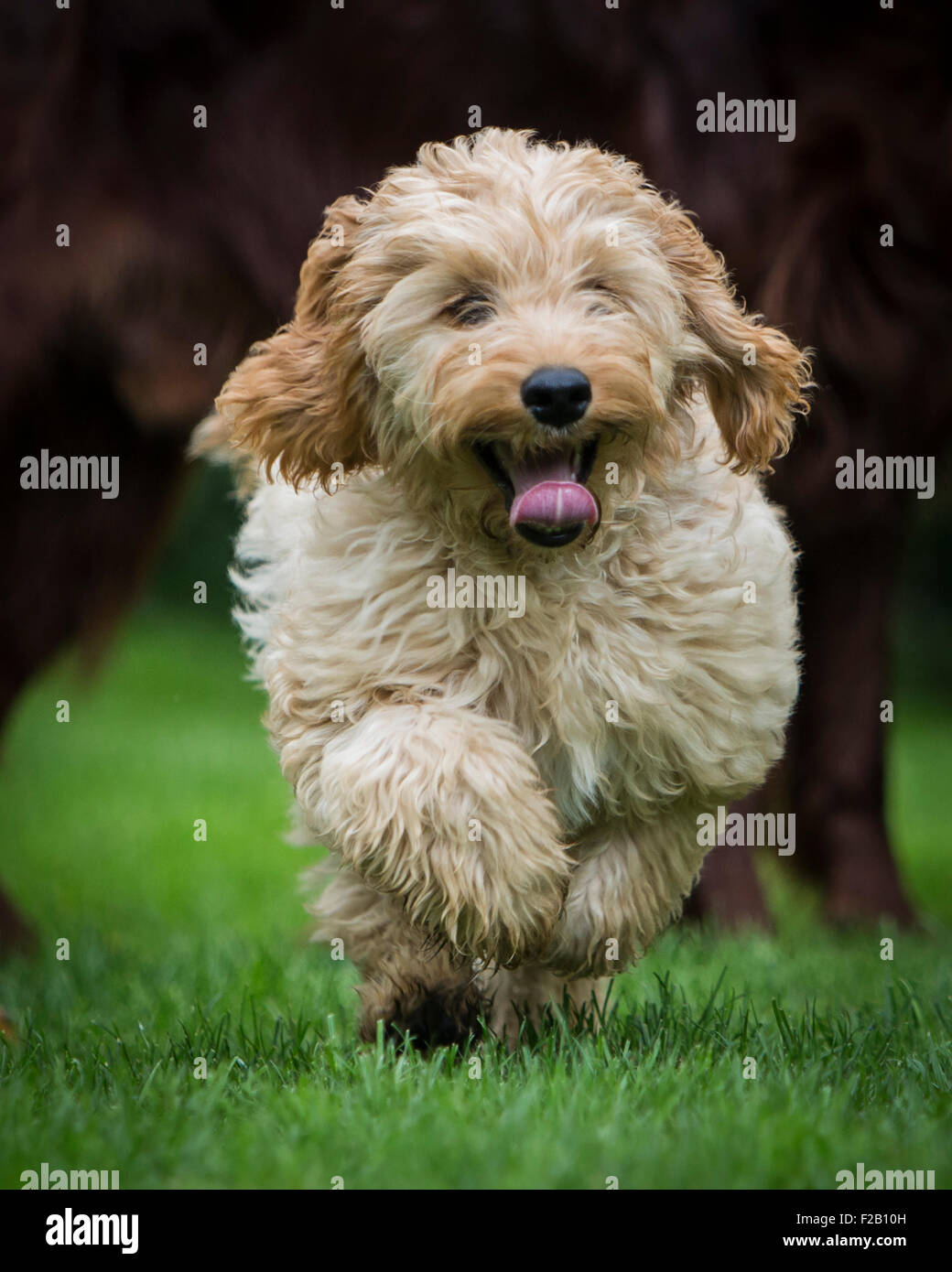 Four month old Cockapoo puppy running in garden Stock Photo Alamy