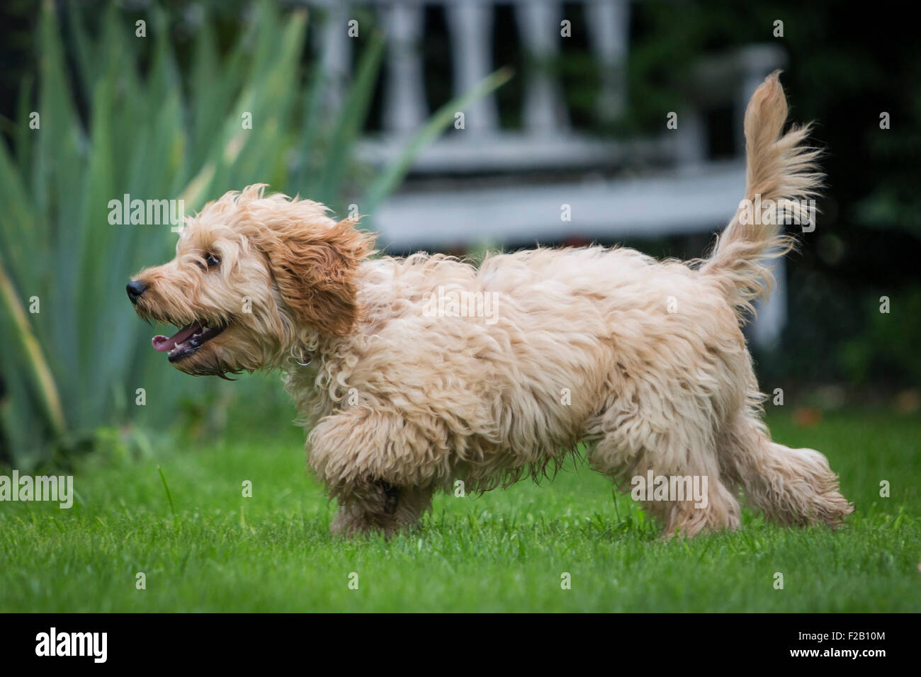 Cockapoo running sales