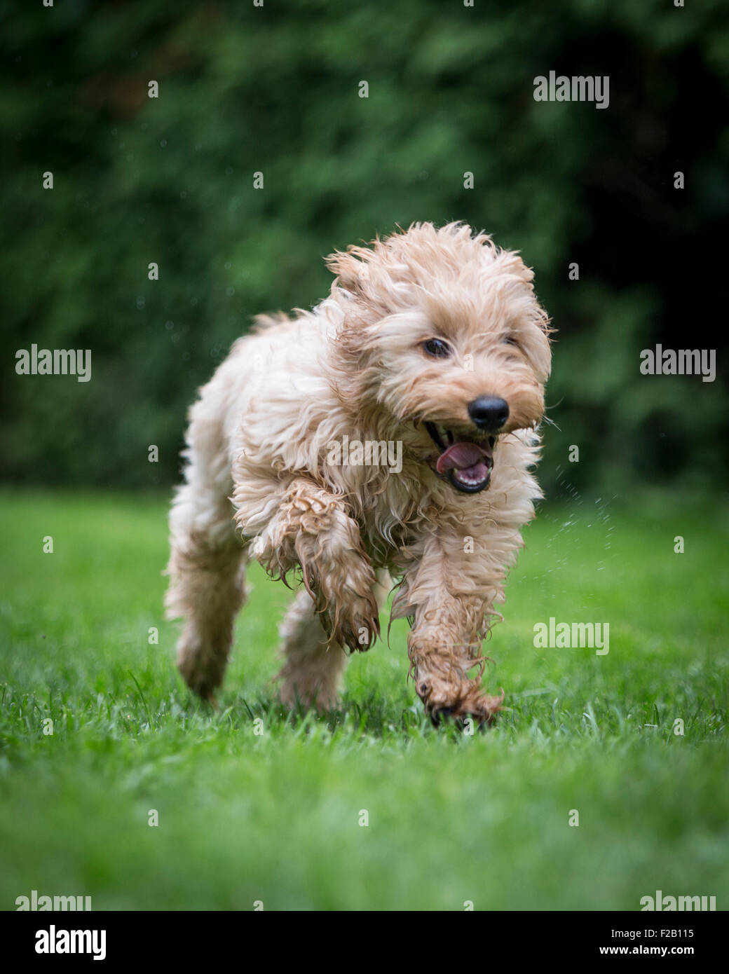 Four month old Cockapoo puppy running in garden Stock Photo Alamy