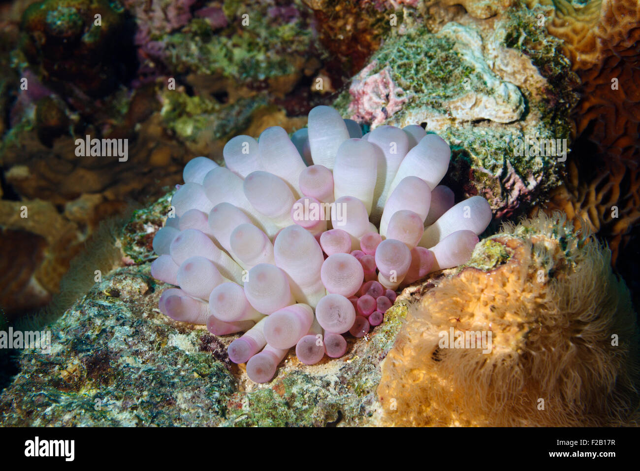 Purple sea anemone hi-res stock photography and images - Alamy