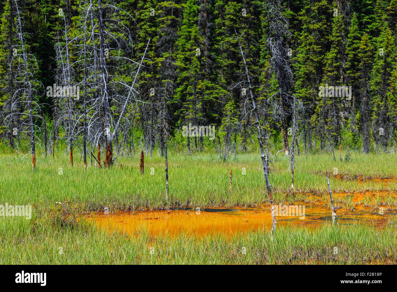 Ochre colored Paint Pot, Kootenay National Park, British Columbia, Canada. Stock Photo