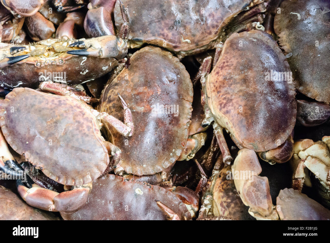 Brown crabs hi-res stock photography and images - Alamy