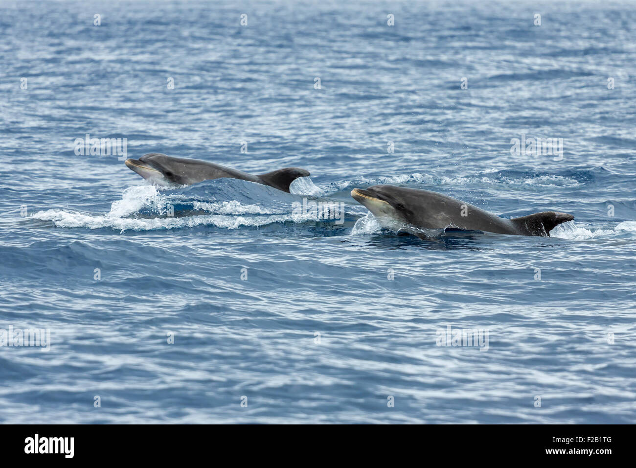 Dolphins in the ocean near Vila Franca do Campo in Sao Miguel, Azores Islands Stock Photo