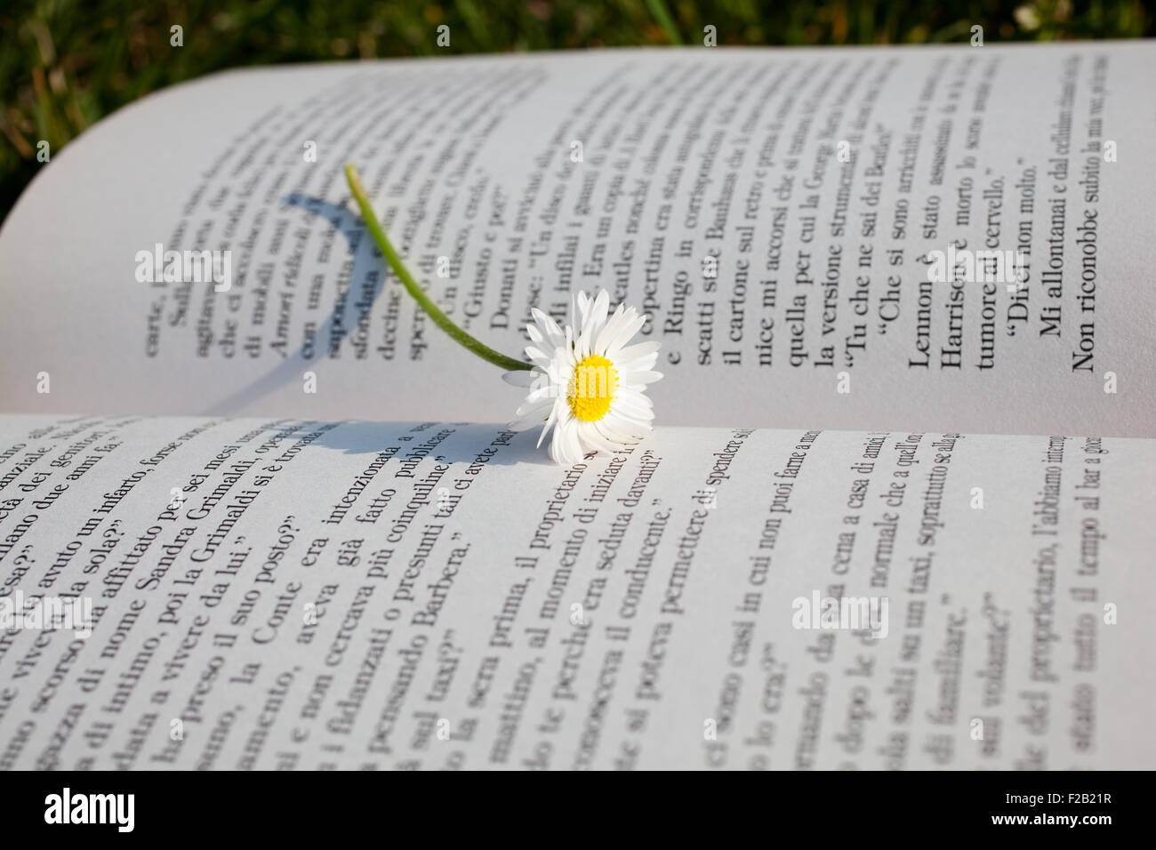 Daisy on a open book Stock Photo