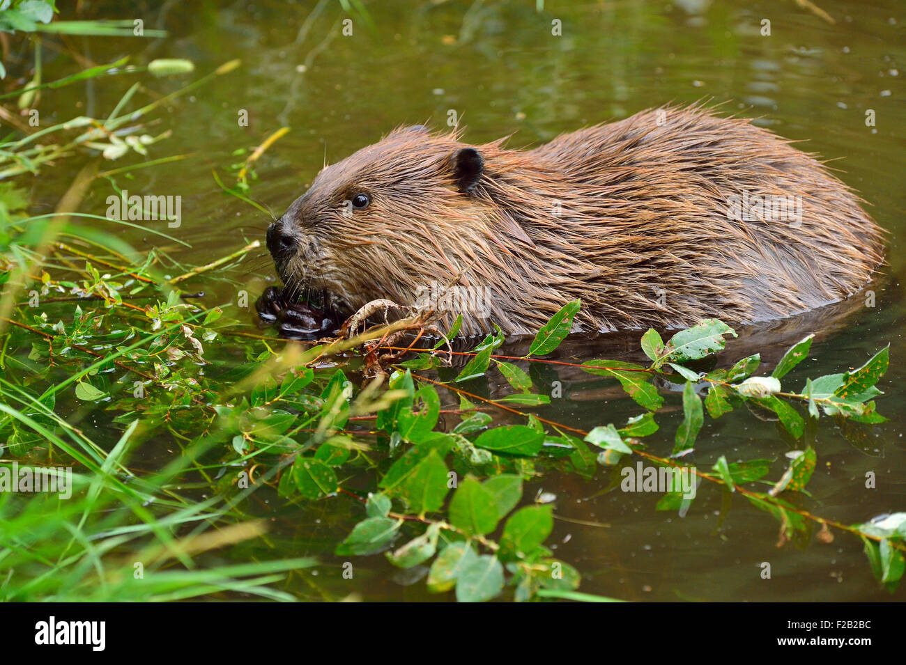 A wild beaver  'Castor canadenis', floating in the water while feeding on some green leaves. Stock Photo