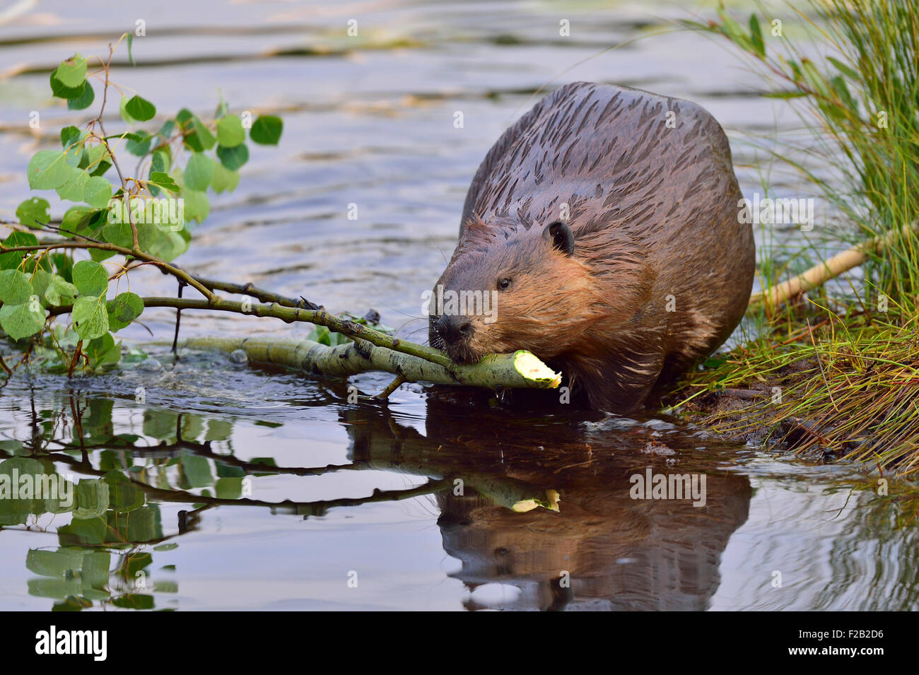 An adult beaver 'Castor canadenis', pulling a tree branch that he has cut for food Stock Photo