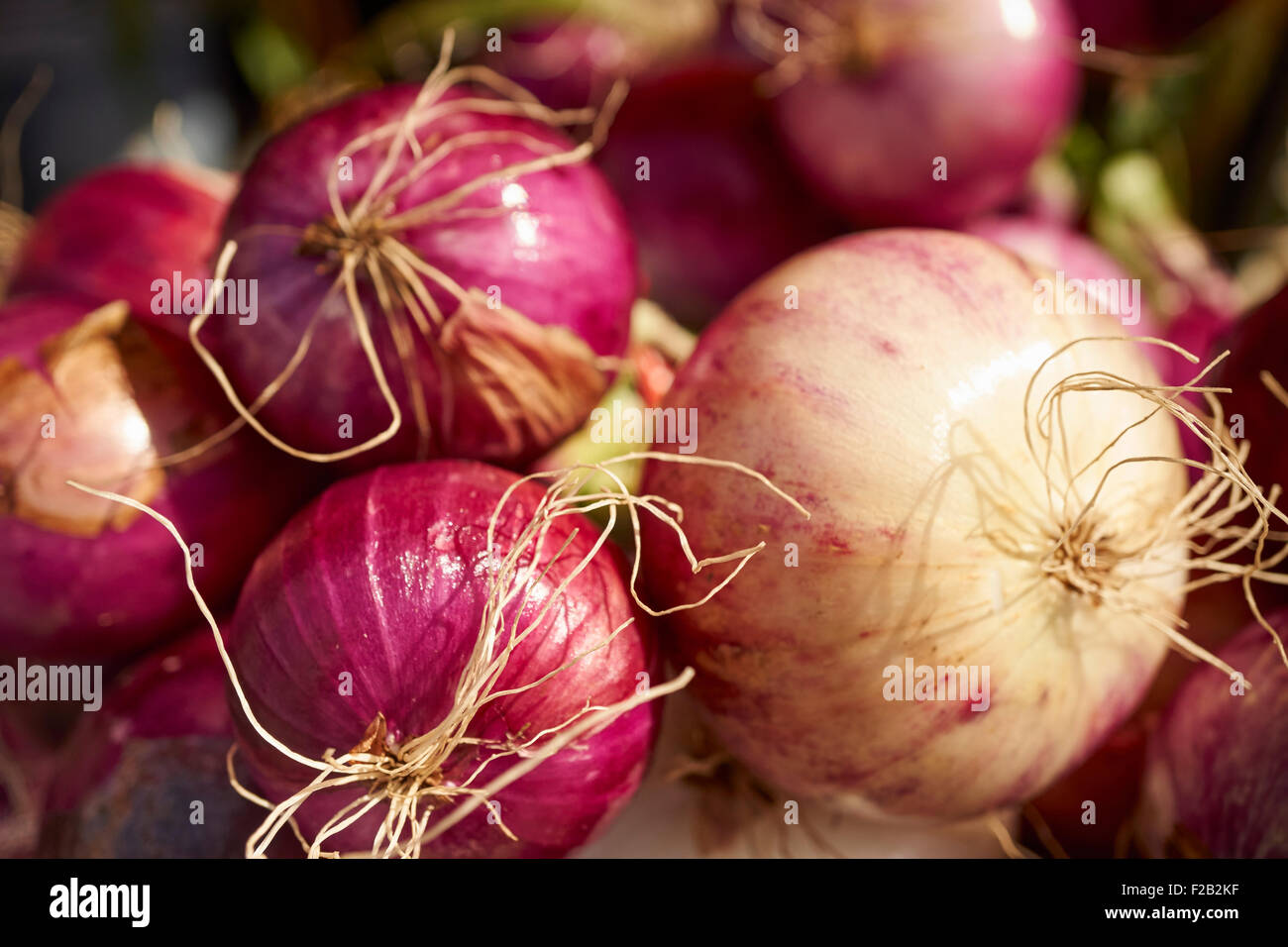 Bermuda onions hires stock photography and images Alamy