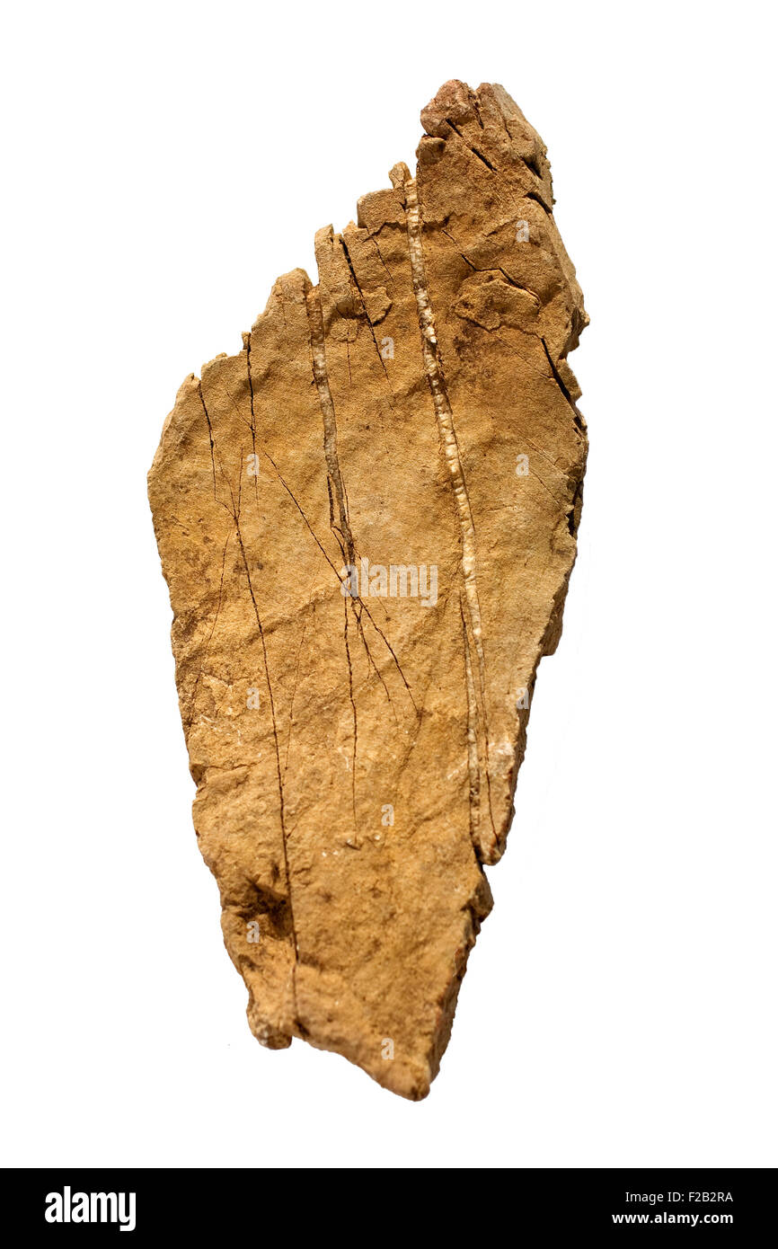 Graze line Cut Out Stock Images & Pictures - Alamy