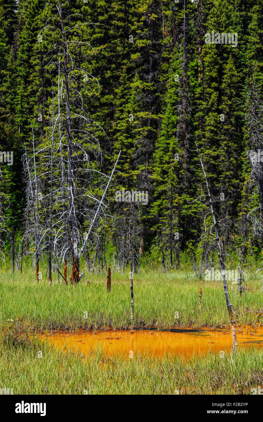 Ochre colored Paint Pot, Kootenay National Park, British Columbia, Canada. Stock Photo