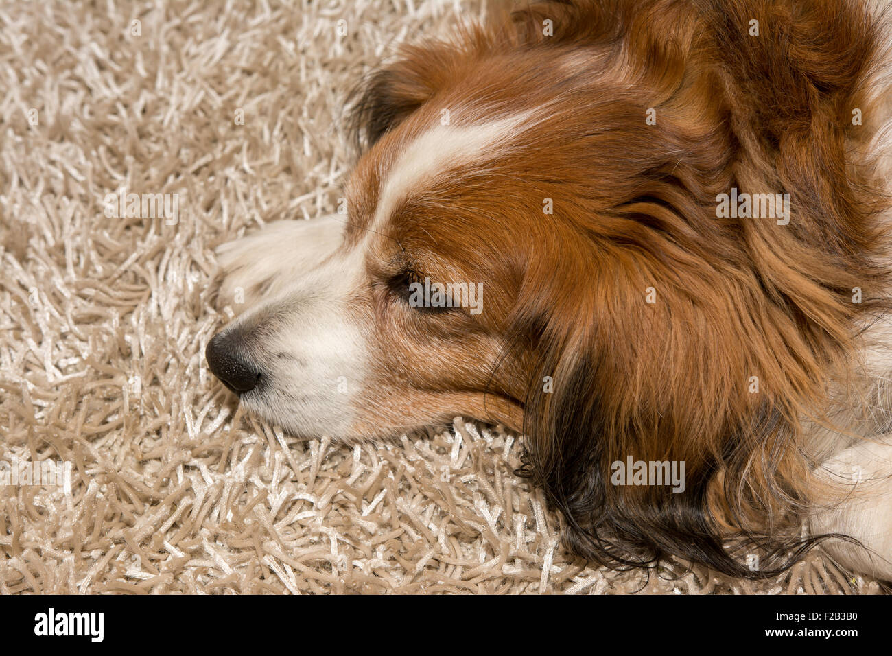 Sad dog laying on carpet Stock Photo
