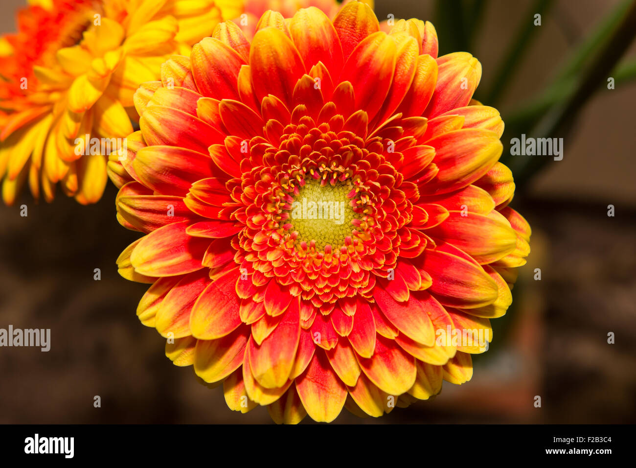 Colorful red and yellow flower Stock Photo Alamy